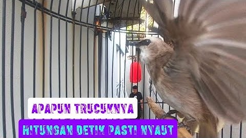 trucukan gacor TARUNG ROPEL PANJANG pancingan trucukan agar bunyi jadikan burung trucuk gacor EMOSI