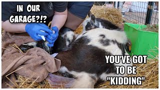 LIVE GOAT BIRTH IN OUR GARAGE!!! SHE HAD HOW MANY BABIES!?! by Rocky Mountain Homestead with Angela 450 views 2 days ago 23 minutes