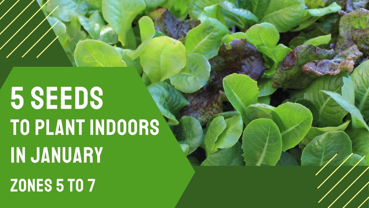 5 Seeds to Start Indoors in Late January Zones 5 to 7 YouTube