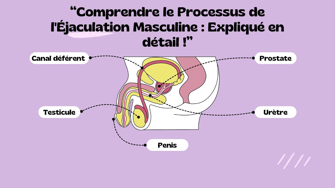 "Comprendre le Processus de l'Éjaculation Masculine : Expliqué en