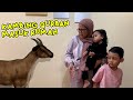 Kocak Kambing Qurban Masuk Rumah ! Azufi dan Ibu Ketakutan