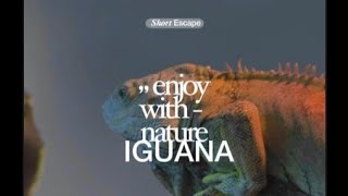 IGUANA||Keindahan||kedamaian||Relaxingsong||lagu damai pengantar tidur