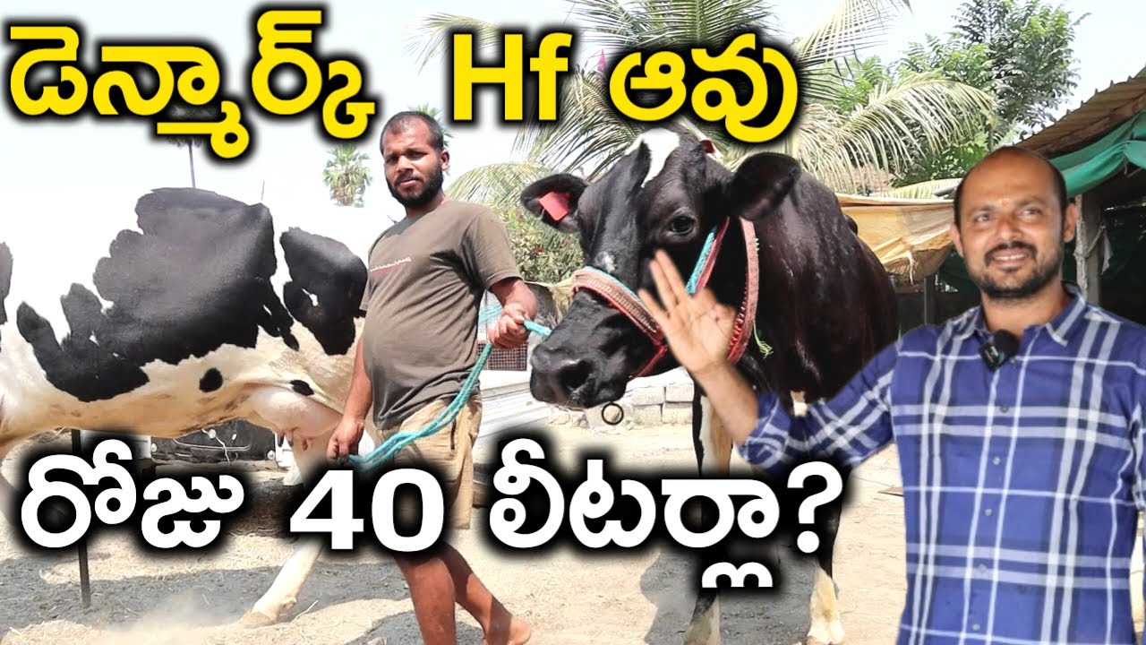 ఎక్కువ పాలిచ్చే ఆవు|high milk HF cow for dairy @MalleshAdla