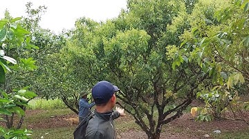 VẢI THIỀU TẠI LỤC NGẠN BẮC GIANG BẮT ĐẦU NỞ HOA