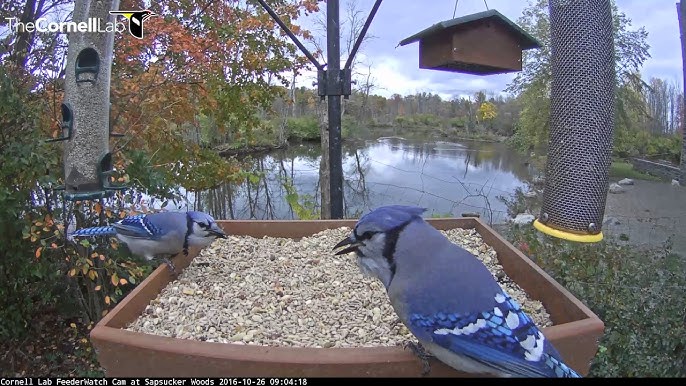 A Cardinal and Blue Jay make a colorful picture - FeederWatch