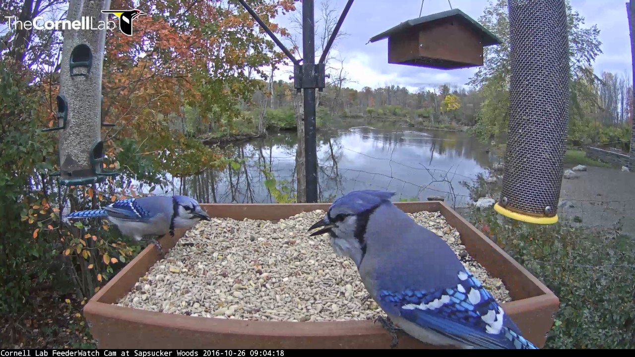 Blue Jays Get Their Fill At The Cornell Feeders Oct 26 16 Youtube