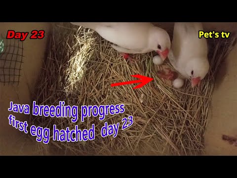 Java breeding progress | first egg hatched | day 23 | Pets tv