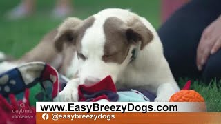 Brain Games For Your Dog | Rogers tv screenshot 5