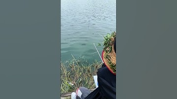 Câu cá diếc tự nhiên với mồi câu cá diếc siêu dính, chống móm #fishing #shorts