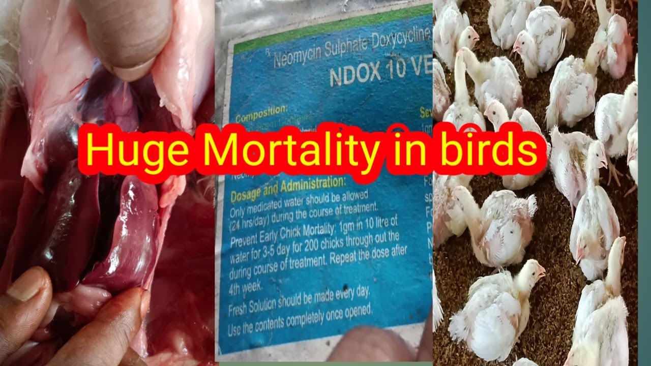 CRD+Ecoli disease in broiler birds/ Symptom and medicine list