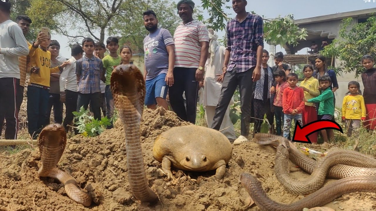 ये नाग को ही सिर के तरफ से खा रहा था। मिल गया नागों का जखीरा। जिसके साथ मिले सबसे रेयर जीव पहली बार