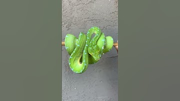 Mind kind of Manokwari Green Tree Python. 💚
