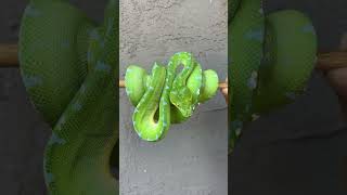 Famous Mind kind of Manokwari Green Tree Python. 💚 Profile