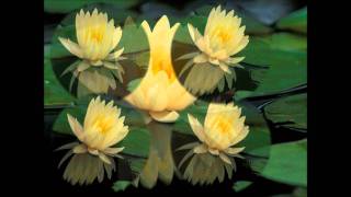 Citations de bonheur1.wmv