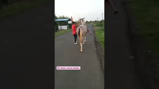 horse dance