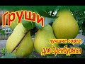 Обзор груш для Оренбуржья