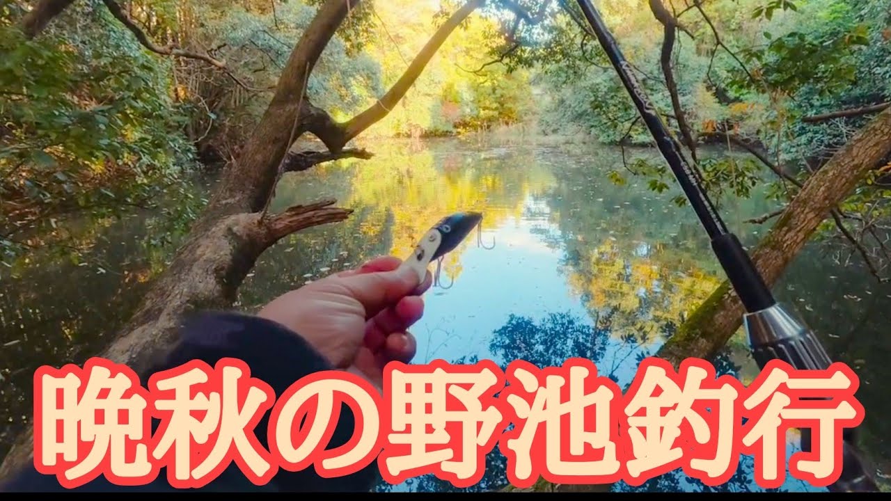晩秋の野池釣行 新作クランクベイト【Bass Fishing in Japan】