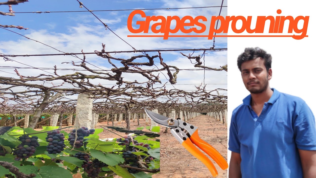 Bangalore blue grapes prouning of Bangalore blue grapes how to prune grape vine YouTube