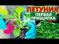 Как сделать первую ПРИЩИПКУ ПЕТУНИИ? Можно ли прищипнуть главный стебель?