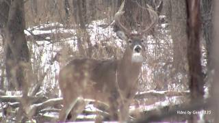 Iowa White-tail Deer - Big 10 Point Buck