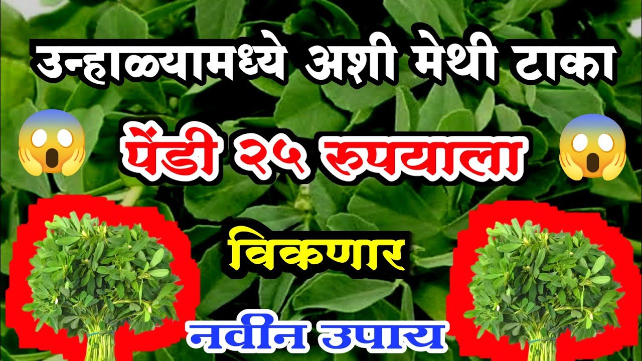 उन्हाळ्यामध्ये मेथी कशी टाकावी संपूर्ण माहिती.