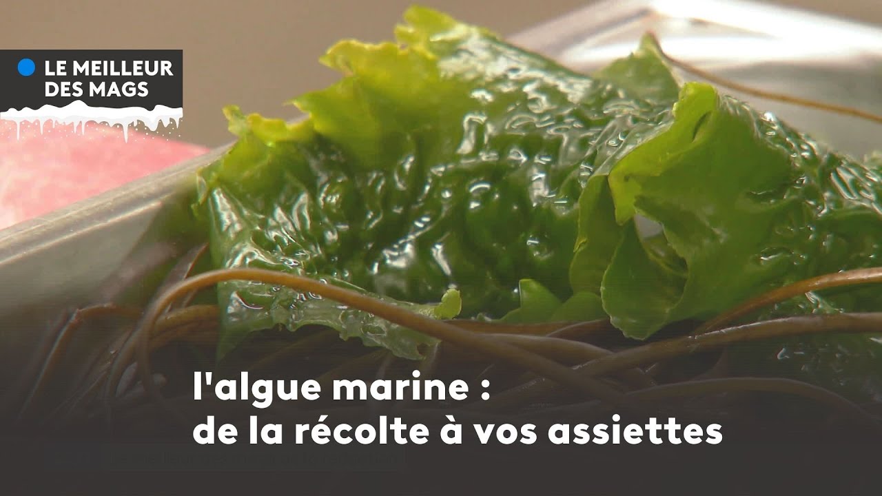 Le meilleur des mags 2022 :  l'algue marine, de la récolte à vos assiettes