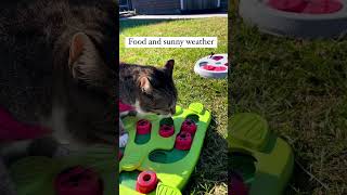 Food and sunny weather, a purrfect day! Simmy #foodpuzzle #cattoys #catfood #playingcats #cutecats