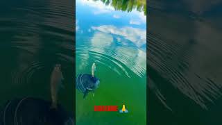 BARRAMUNDI FISH (KAKAP PUTIH) #shorts