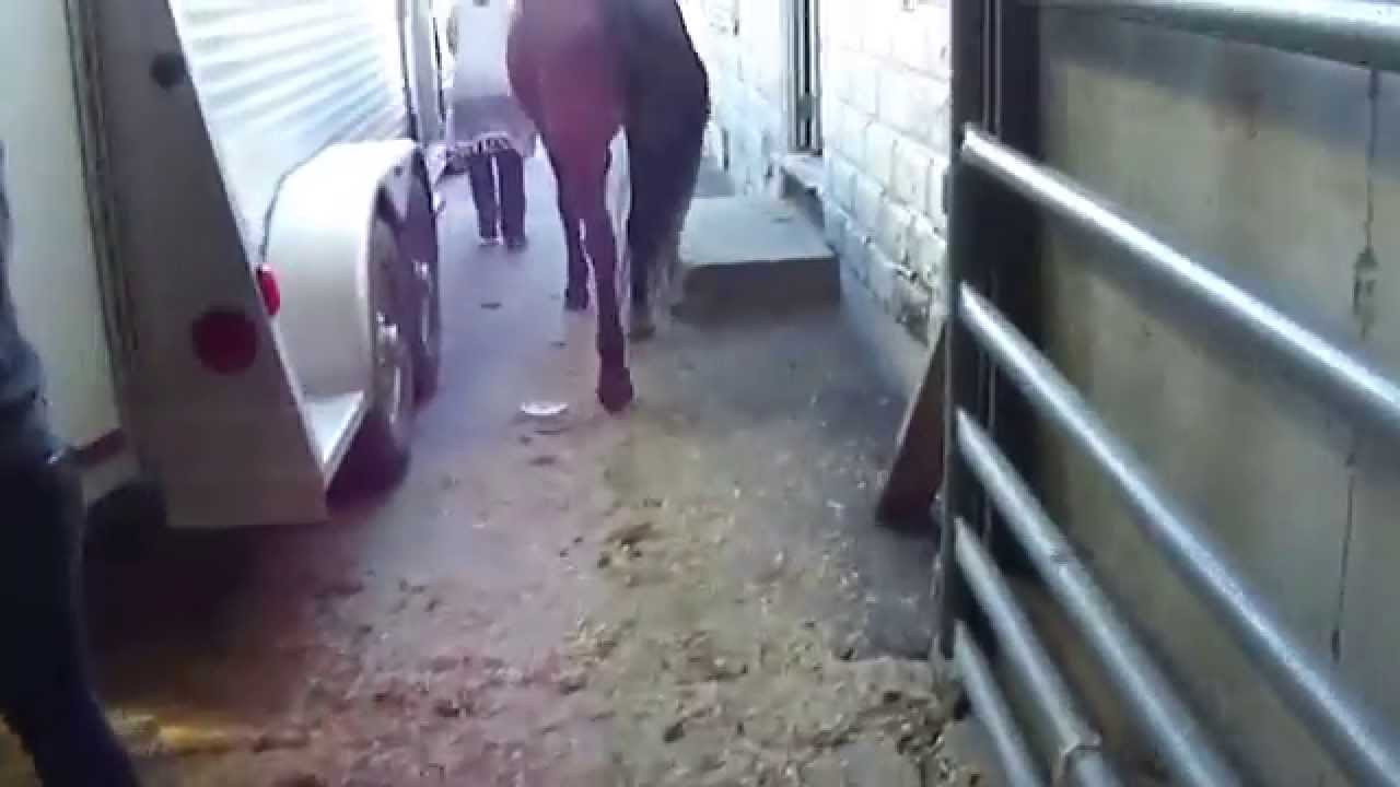 Saddlebred Gelding 633 Leaves New Holland Sales Barn With Kelly