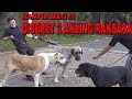 HAMPIR MATI DISERET 2 ANJING RAKSASA KANGAL & ALABAI MILIK LUCKY HAKIM