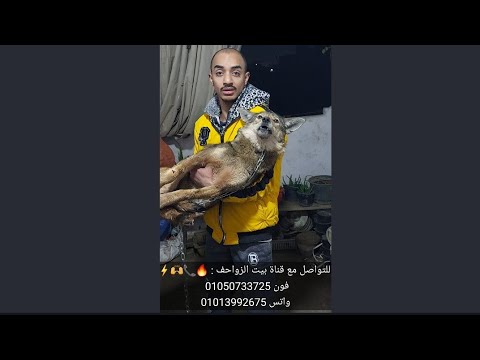 الديب لو عرف قوته ماكانش الارض شالته 