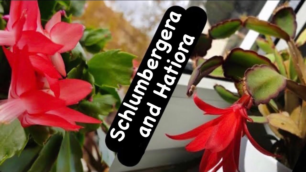 (Schlumbergera) Yılbaşı kaktüsü mü yoksa (Hatiora) Paskalya kaktüsü mü?