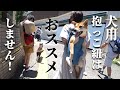 実は危険！？犬用抱っこ紐のメリットデメリット！【甲斐犬・柴犬】