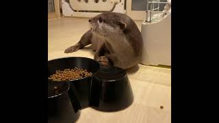 カワウソおあげちゃん、寝転びながらポイポイ食べ！ #shorts