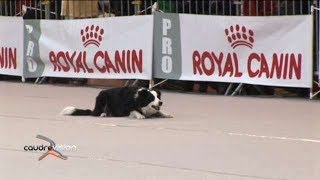 Championnat de France d'Obéissance canine de Caudry seconde Partie 2012