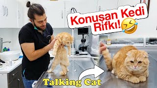 KONUŞAN KEDİ RIFKI!  Her Şeye İtiraz Etti! #TheVet