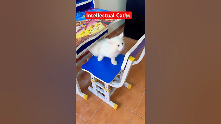 Video 11136111: cat persiancat cutecat pets, persiancat cute pets cat, persiancat cat funny pets