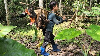 The story of an orphan boy primitive crossbow and unlucky wild chickens