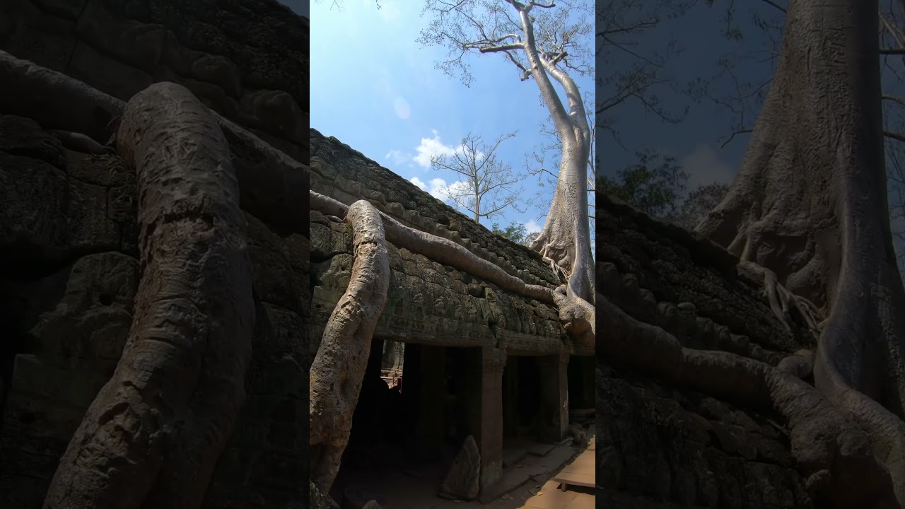 Pedaling through the mystical ruins of Ta Prohm Temple! ✨