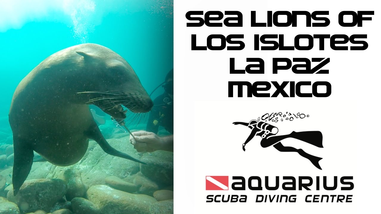 Sea Lions of Los Islotes, La Paz, Mexico 2014 - Aquarius Scuba