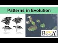 Patterns in Evolution (updated)