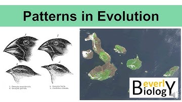 Patterns in Evolution (updated)