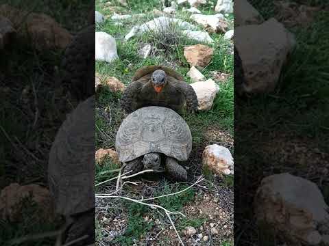 Kaplumbağa Çiftleşmesi .. Resmen inliyor . (+15) Turtle Sexy