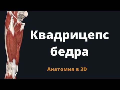 Четырёхглавая мышца бедра. Квадрицепс бедра. Musculus quadriceps femoris. Анатомия в 3-D.