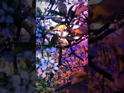 اضفيت على الحسن العبقة
