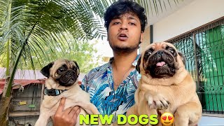 FINALLY AIK AUR DOG AGYA|SADDAR ANIMAL MARKET