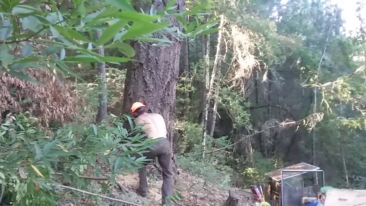 Fell Douglas Fir for Safety and Lumber: Part 5 - Felling - YouTube