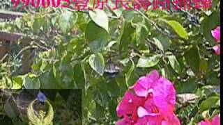豐原緊急救援隊為民服務990605豐原長壽路捕蜂.AVI-1.mp4