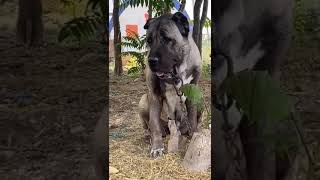 Kafaya Bak Maşallah