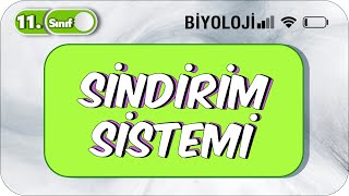 Sindirim Sistemi Tek Videoda Anlatım 11 Sınıf Biyoloji 